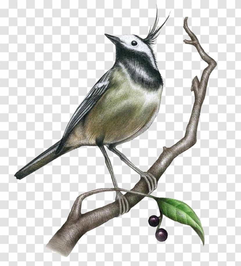 Drawing Painting Bird Illustration - Board - Realistic Sketch Gray And Black Birds Transparent PNG