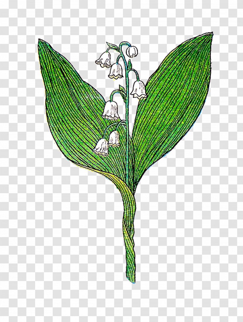 Lily Of The Valley Botanical Illustration Botany - Wing Transparent PNG