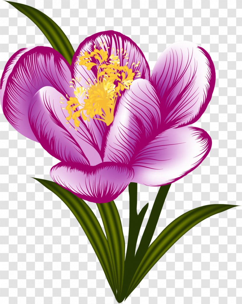 Flower Floral Design Petal - Herbaceous Plant - Crocus Transparent PNG