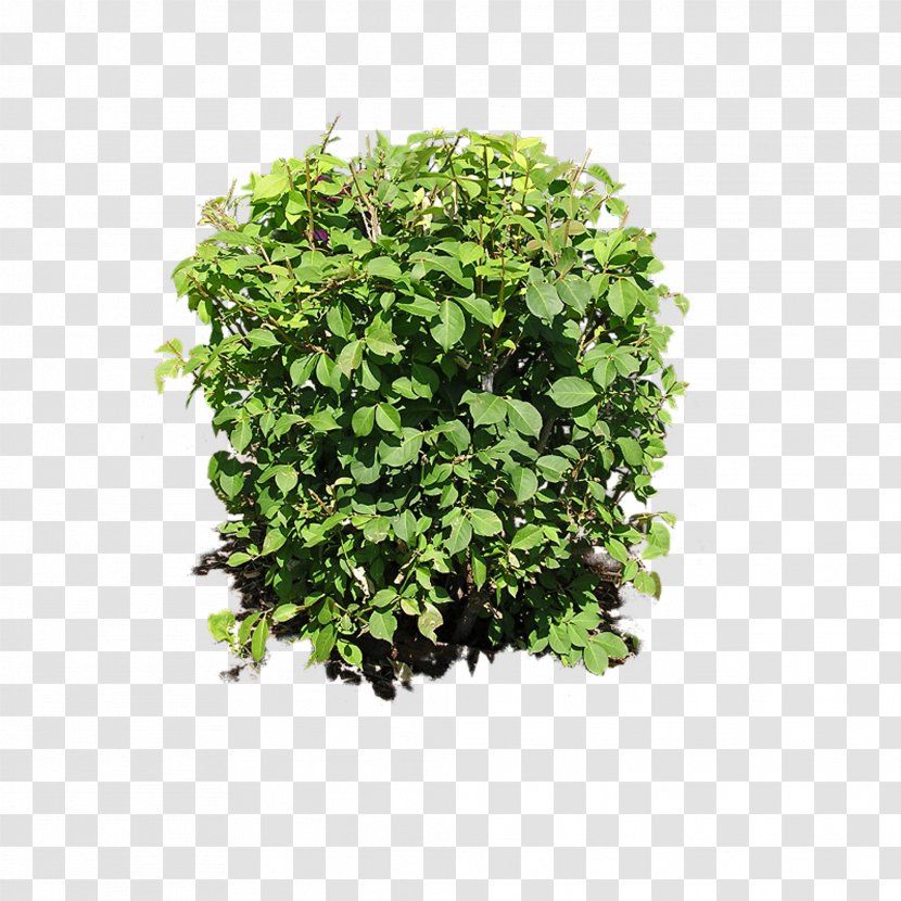 Shrub Plant Clip Art - Presentation - Bushes Transparent PNG