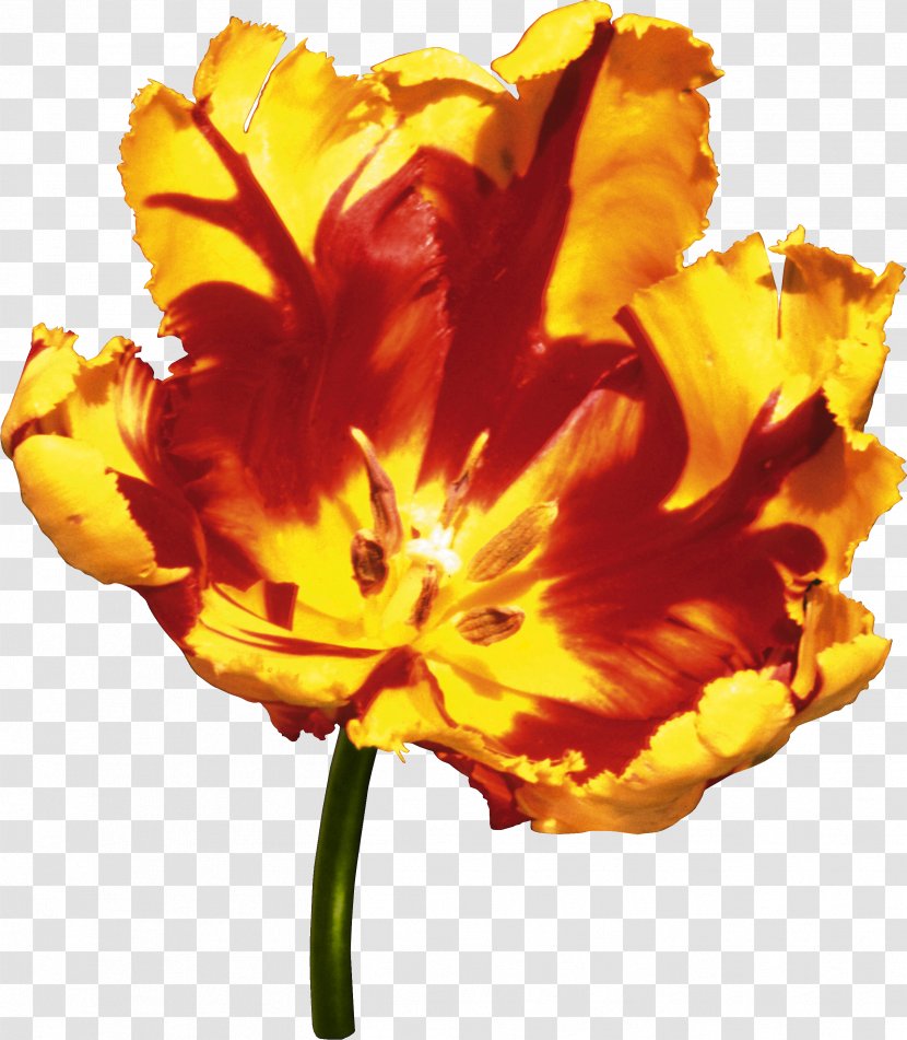 Flower Tulip Yellow Clip Art Transparent PNG