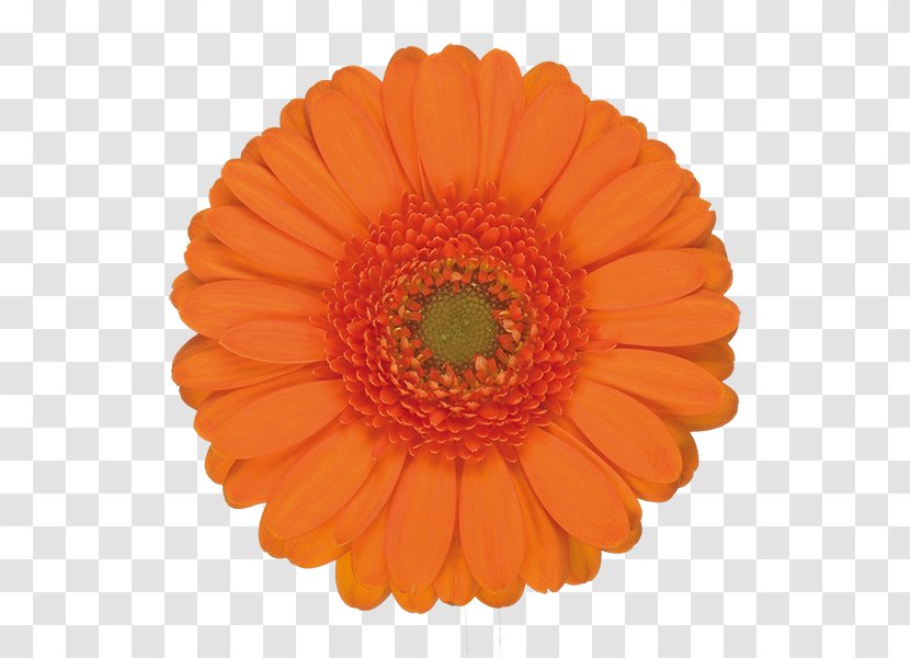Orange Balloon - English Marigold - Perennial Plant Pollen Transparent PNG