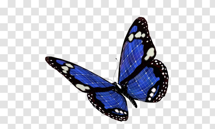 Monarch Butterfly Papillon Dog Clip Art Transparent PNG