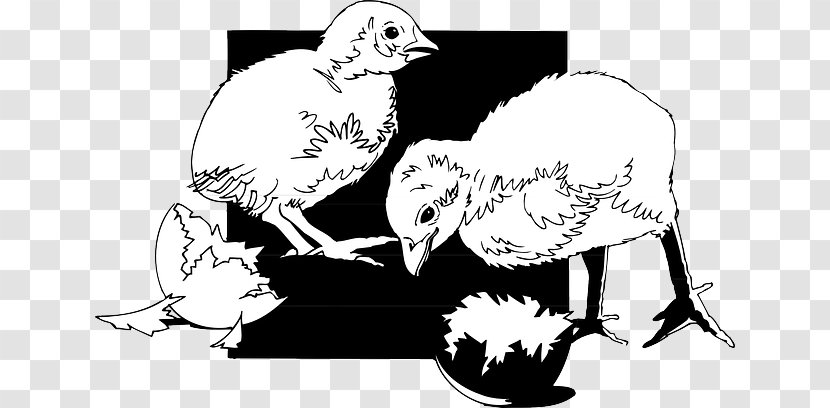 Chicken Black And White Bird Cygnini Infant - Frame - Egg SHELL Transparent PNG