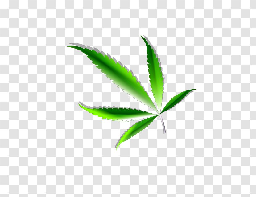 Cannabis Sativa Ruderalis Bong Hemp - Leaf Transparent PNG