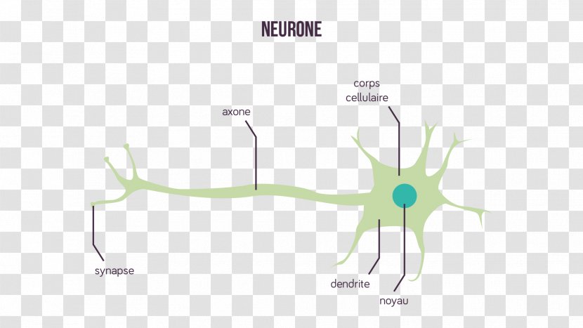 Neuron Synapse Message Nerveux Axon Dendrite - Heart - Frame Transparent PNG