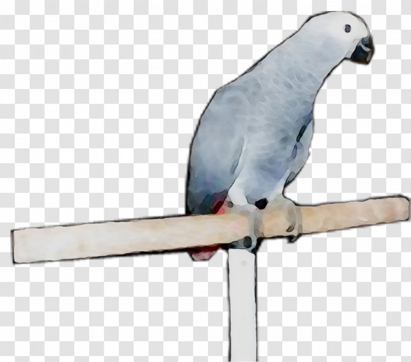 Macaw Parakeet Feather Pet Beak - Bird - Wing Transparent PNG
