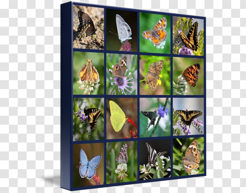 Monarch Butterfly Collage Printing Canvas Print Picture Frames - Invertebrate - Glossy Butterflys Transparent PNG