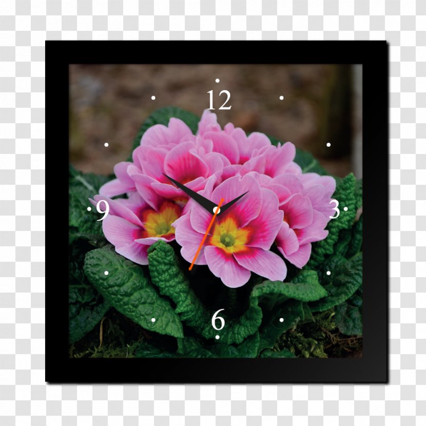 Primrose Cowslip Flower Herb Plant - Hoa Sen Transparent PNG
