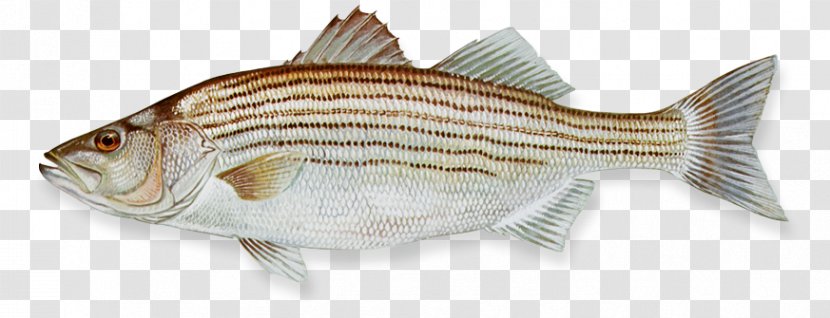 Hybrid Striped Bass Fishing - Basses - Lake Transparent PNG
