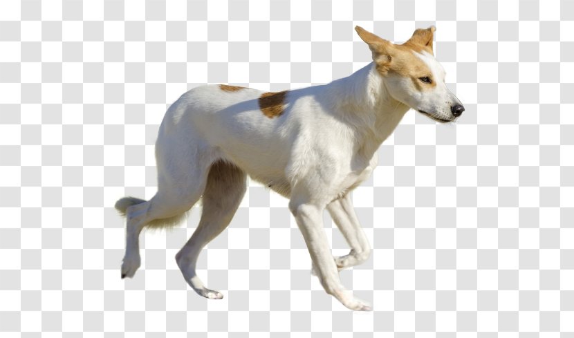 Spanish Greyhound Canaan Dog Whippet Sloughi - Like Mammal - Sighthound Transparent PNG