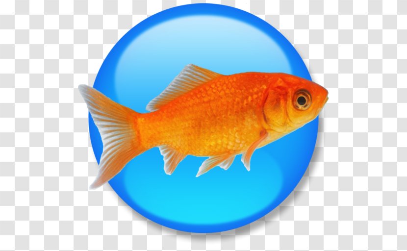 Goldfish Feeder Fish Product Manuals HTML Computer Software Transparent PNG