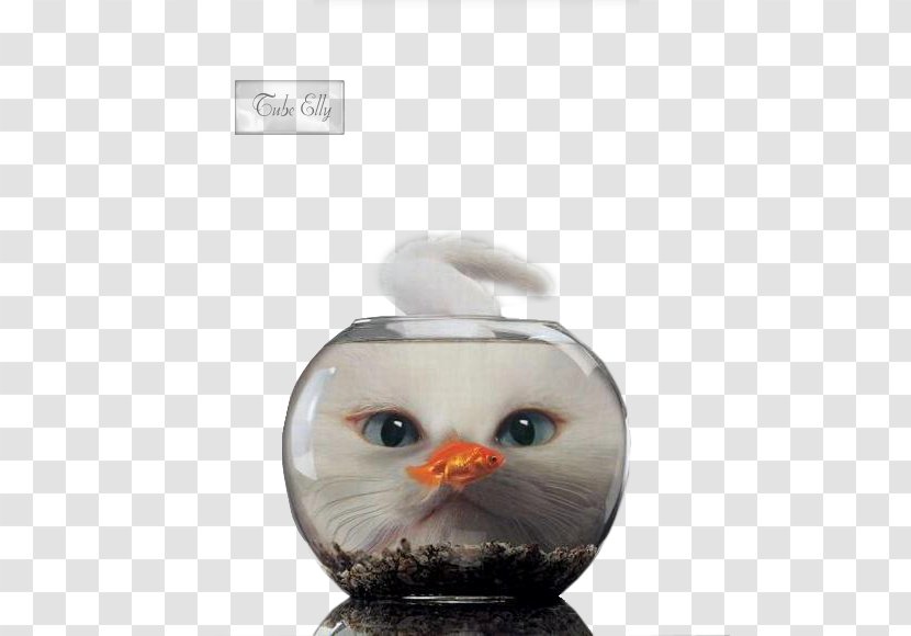 Cat Kitten Aquarium Pet Transparent PNG