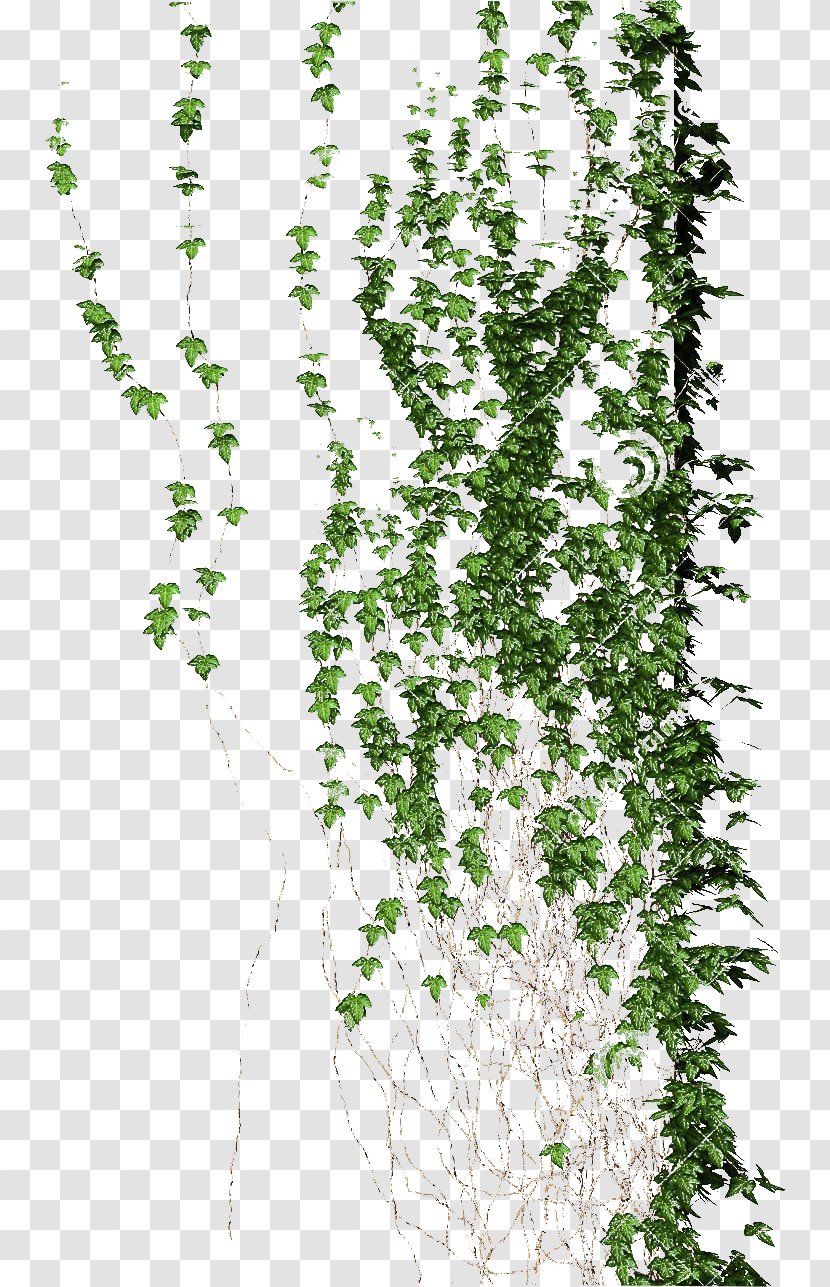 Planta Trepadora Vine Flora Liana - Herb - Climb Transparent PNG