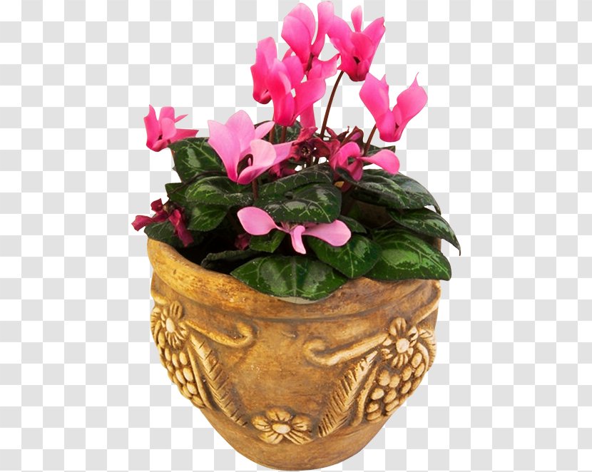 Flowerpot Cyclamen Floral Design - Flowering Plant - Flower Transparent PNG