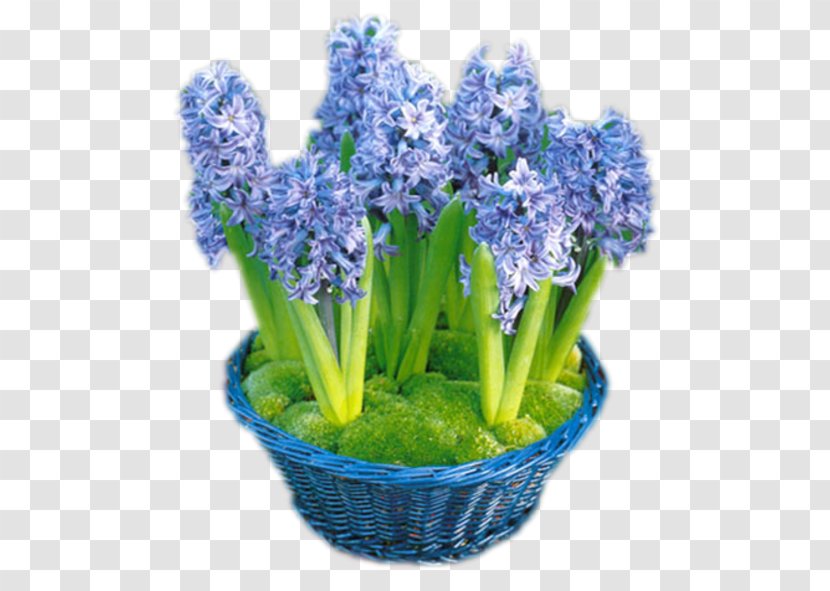 Cut Flowers Internet English Lavender - Plant - Flower Transparent PNG