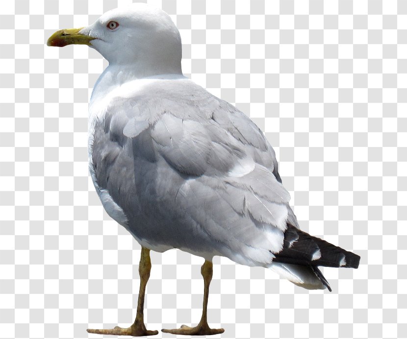 Bird Tern California Gull Gray Wolf - Gulls Transparent PNG