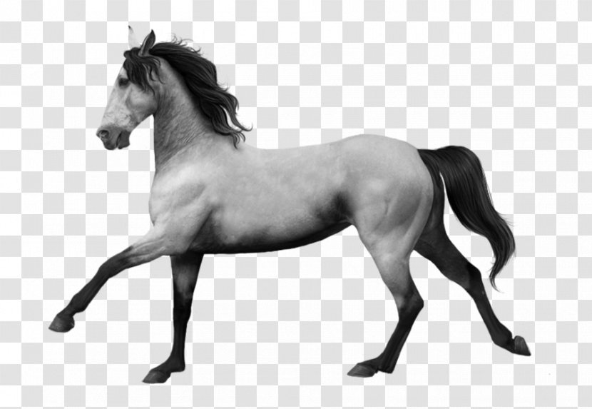 Mane Mustang Stallion Andalusian Horse Mare - Black And White Transparent PNG
