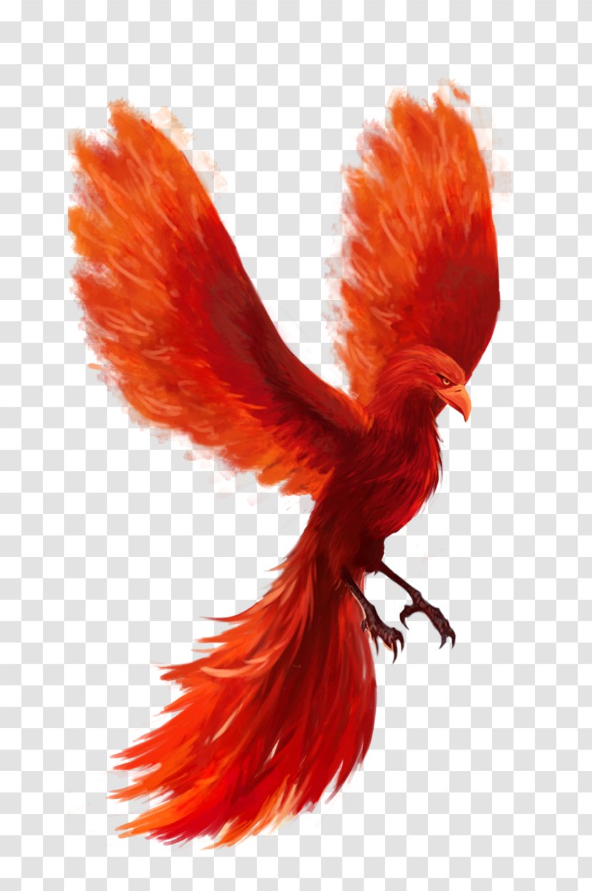 Phoenix Download Clip Art - Tail Transparent PNG