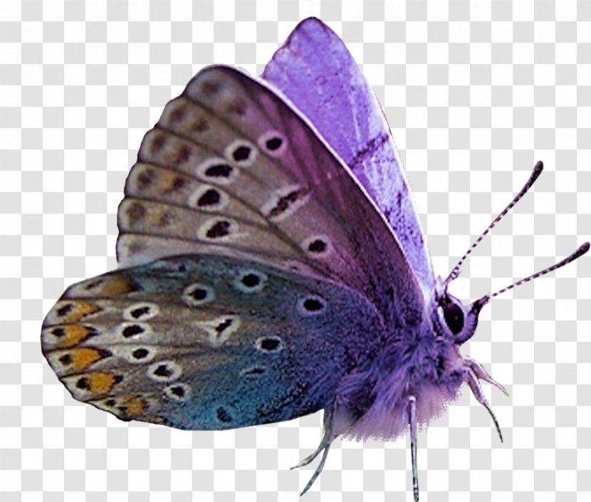 Butterfly Moth Purple Clip Art Transparent PNG