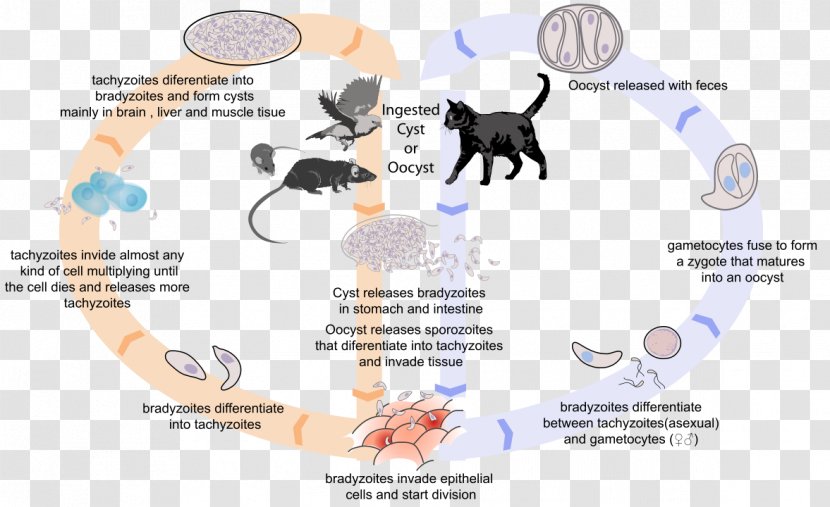 Toxoplasma Gondii Cat Toxoplasmosis Felidae Biological Life Cycle - Silhouette Transparent PNG