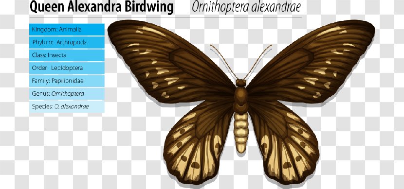 Queen Alexandra's Birdwing Alexandra Memorial - Organism - Of Denmark Transparent PNG