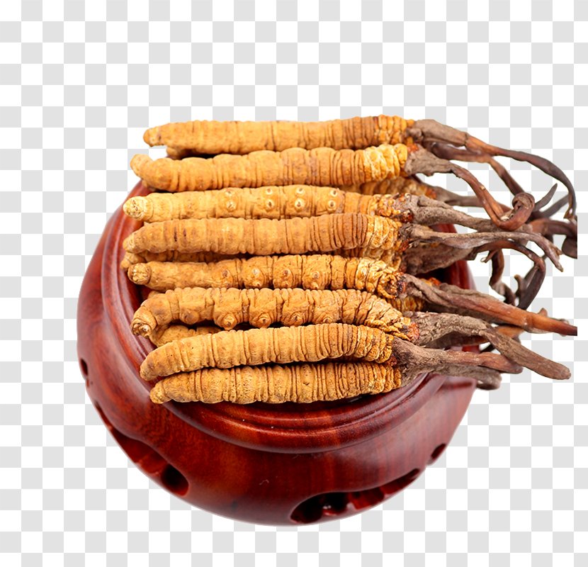Cordyceps Traditional Chinese Medicine Caterpillar Fungus 漢方薬 - Information - China Transparent PNG
