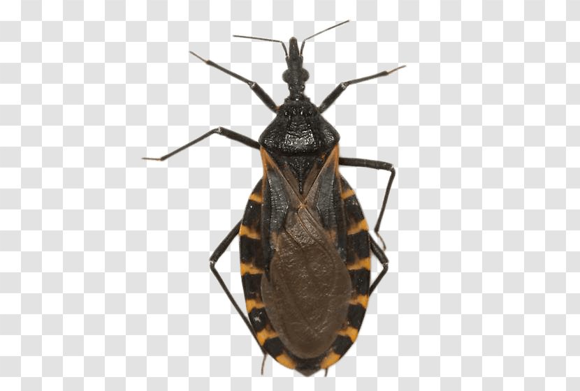 Texas Chagas Disease Triatoma Dimidiata Heteroptera Infestans - Assassin Bug - True Bugs Transparent PNG