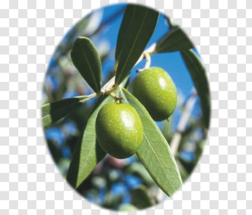 Mediterranean Basin Cuisine Olive Leaf Oil - Fruit Tree Transparent PNG