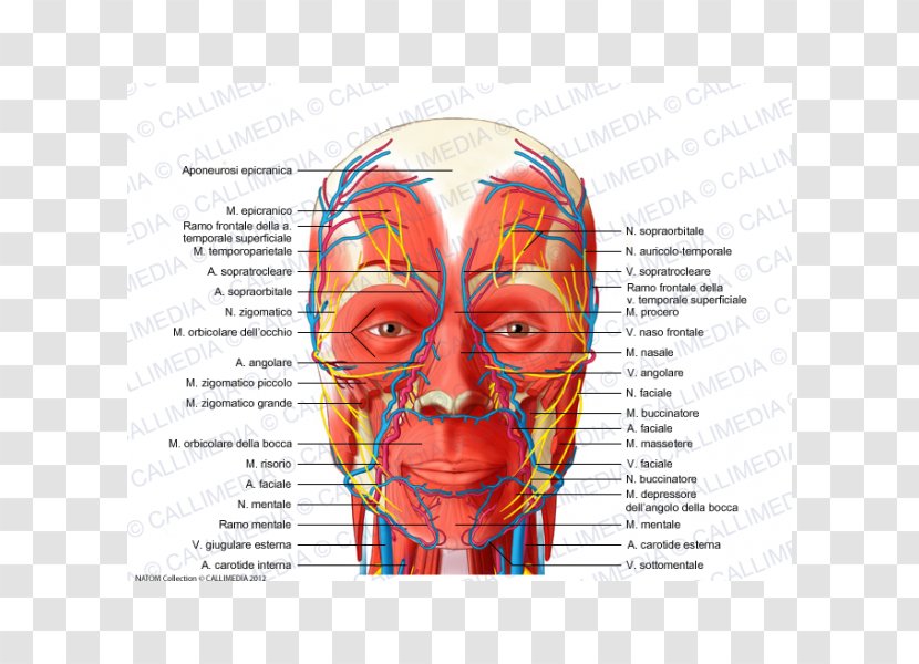 Head And Neck Anatomy Nerve Muscle Blood Vessel - Silhouette - Cartoon Transparent PNG