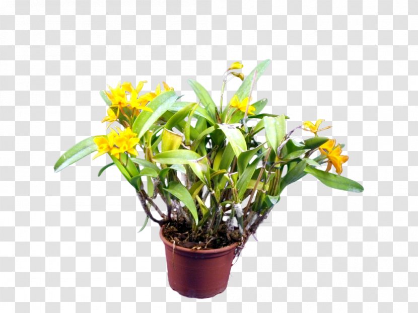 Cattleya Orchids Cut Flowers Epiphyte Mestoklema Tuberosum Transparent PNG
