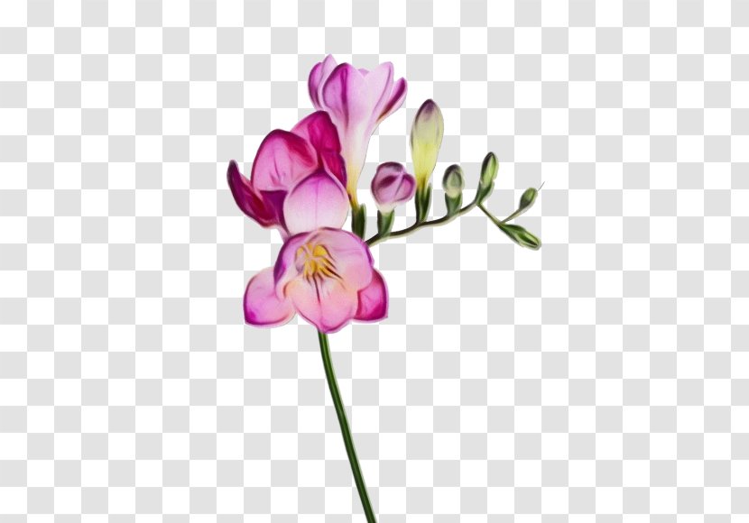 Flower Plant Petal Pink Cut Flowers - Violet - Purple Pedicel Transparent PNG