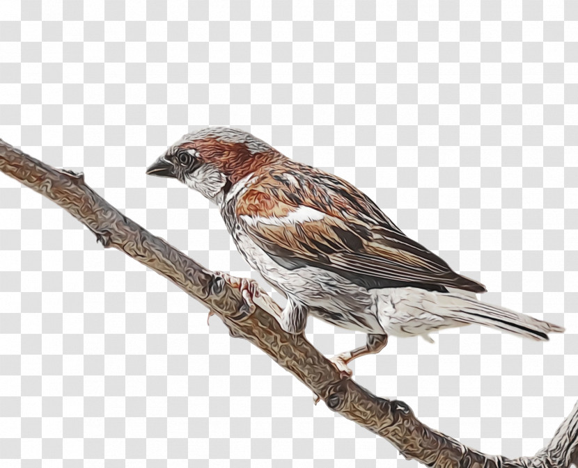 Bird Finch Beak House Finch Sparrow Transparent PNG