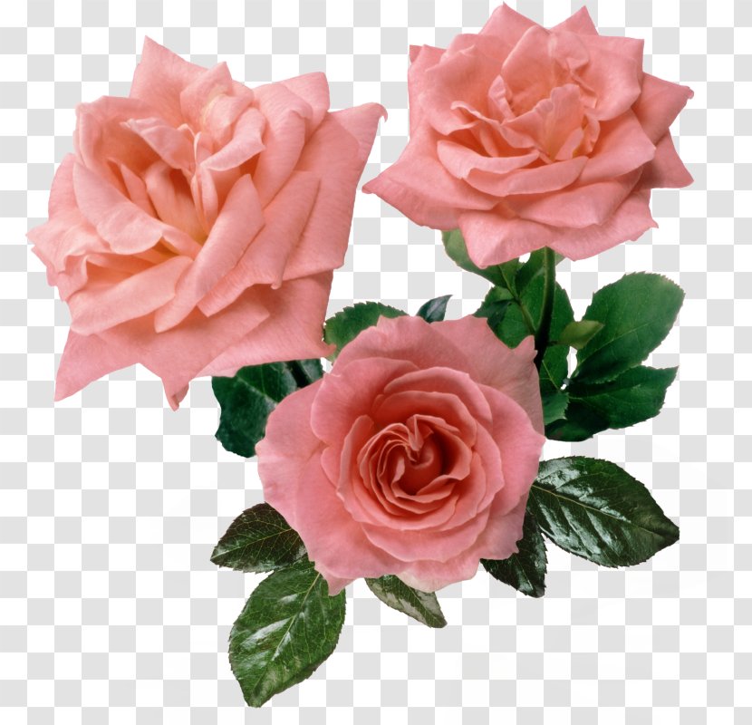 Rose Flower Pink - Clock Transparent PNG