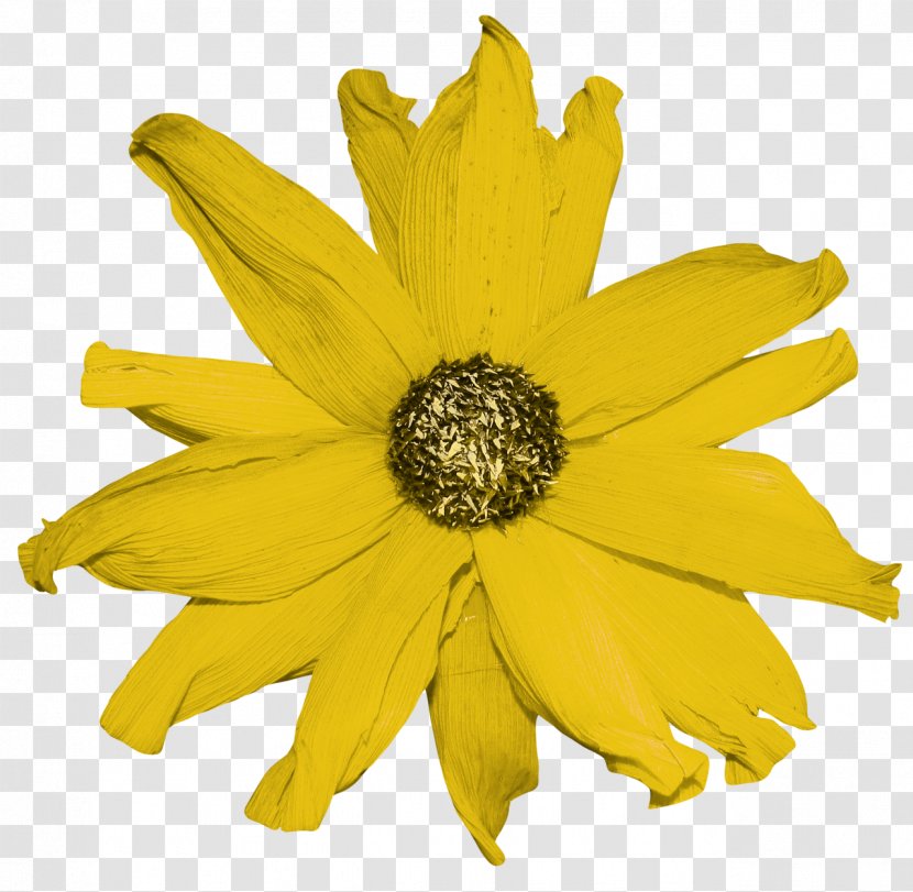 Common Sunflower Yellow Pages White - YELLOW Transparent PNG