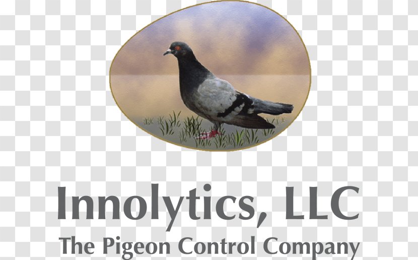 Columbidae Bird Fantail Pigeon Homing Indian - Control Spike - Birth Transparent PNG