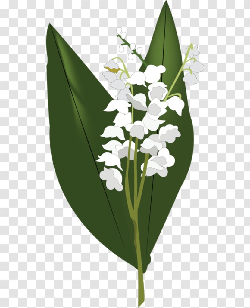 Lily Of The Valley Flower Clip Art - Leaf Transparent PNG