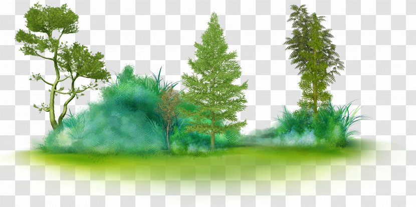 Tree Glade Clip Art - Biome - Fir-tree Transparent PNG