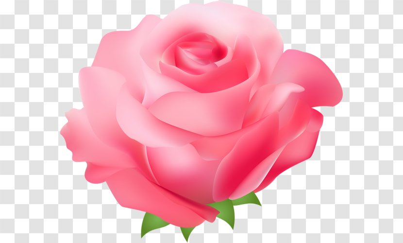 Pink Flower Cartoon - Rose - Perennial Plant Artificial Transparent PNG