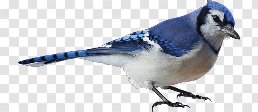 Bird Blue Jay Stock Photography - Watercolor Transparent PNG