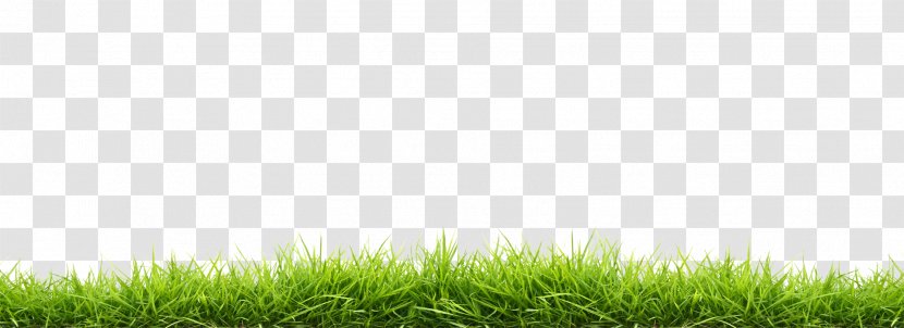 Desktop Wallpaper Photography Image Download - Meadow - Lawn Transparent PNG
