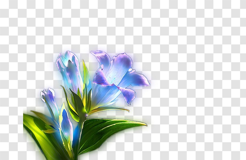 Blue Light Lilium - Petal - Lily Transparent PNG