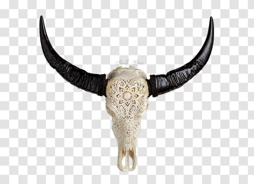 Cattle Horn Animal Skulls Water Buffalo - Skull Transparent PNG