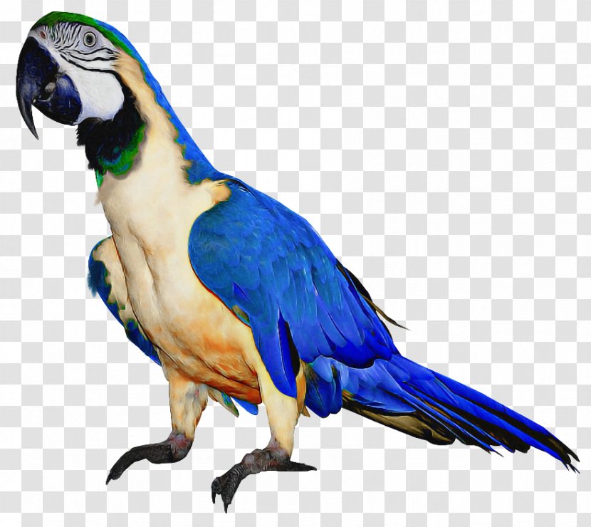 Bird Parrot - Lovebird - True Pet Transparent PNG