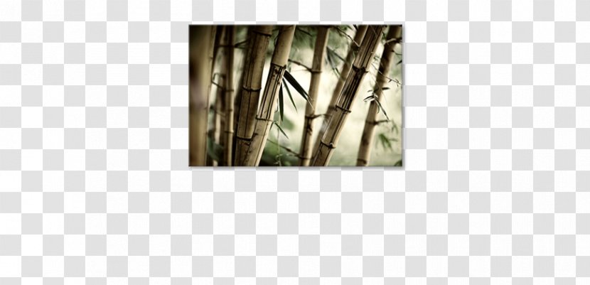 Tropical Woody Bamboos Watercolor Painting Canvas Paper - Bamboo Forest Transparent PNG