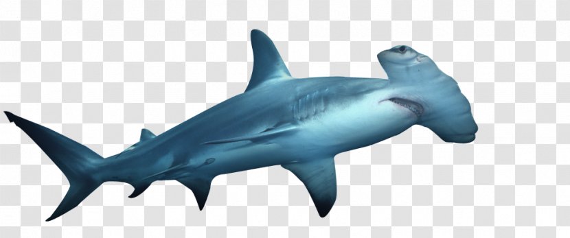 Shark Fin Soup Hammerhead Scalloped Finning - Cartilaginous Fish Transparent PNG