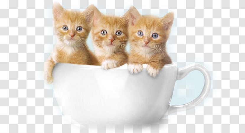 Kitten Puppy Ragdoll Hamster Cuteness - Snout Transparent PNG