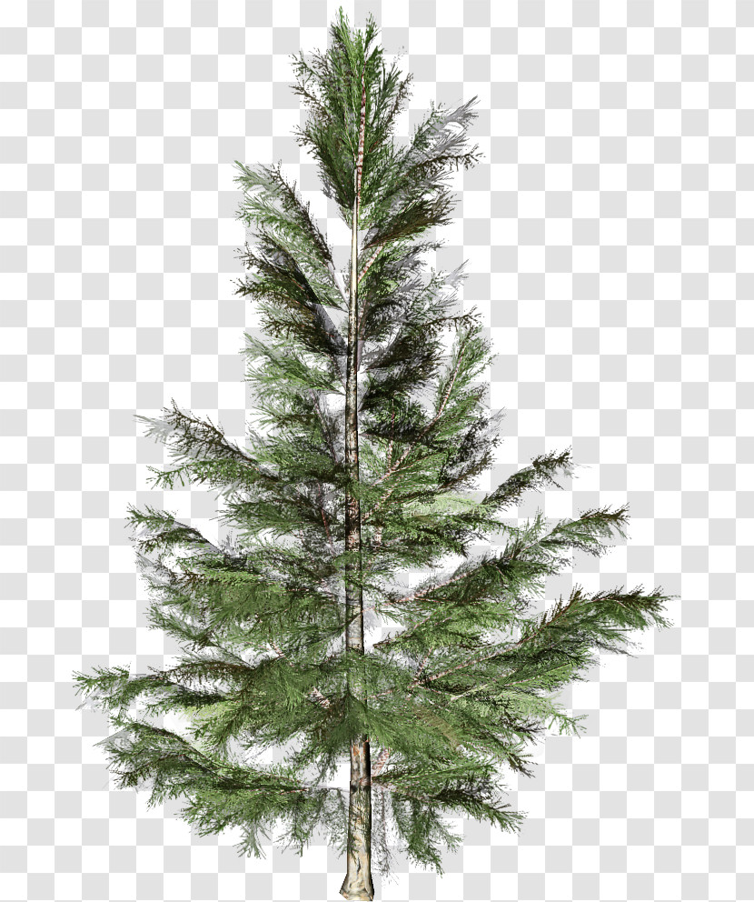 Shortleaf Black Spruce Columbian Spruce Balsam Fir White Pine Tree Transparent PNG