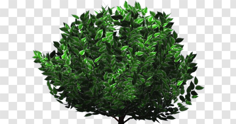 Tree Shrub Herb Evergreen Leaf - Cornus Alba Transparent PNG