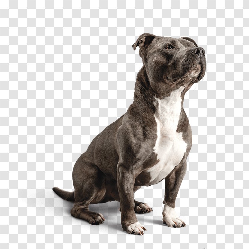 Staffordshire Bull Terrier Dog Food Diamond Pet Foods - American Pit - Reasonable Diet Transparent PNG